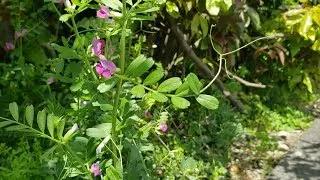 Legume family, Leguminosae or Fabaceae
