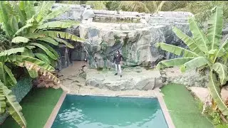 peacock farm | drone shoot | sunday funday | goa