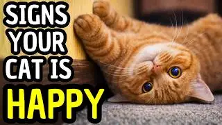 Is Your Cat Actually Happy? Top Signs Science Confirmed