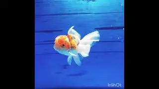 (NOK-798) High quality Oranda Sakura Peacock Tail Male GoldFish