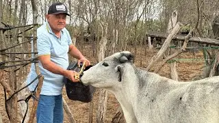 Silagem de milho, as vacas gostaram bastante 