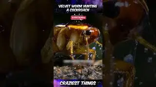 Velvet Worm Hunting a Cockroach &ndash; A Surprising and Unique Attack! | Craziest Things Part 380