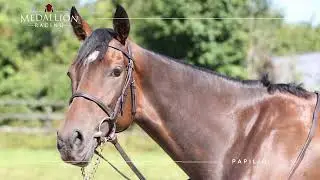 Highlight Reel Medallion Racing 2024