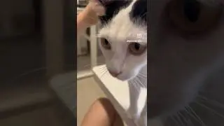 Den Den doing the tippy tappy while getting her fur brushed 🐾