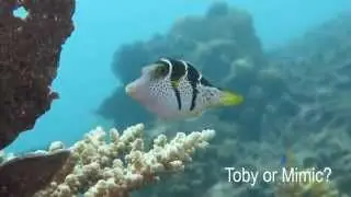 Mimic Filefish and Black Saddle Toby HD