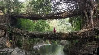 🌉🌳చెట్లు కట్టిన వంతెనలు | Meghalaya Living Root Bridges నిజ కథ