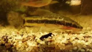 Otocinclus fouraging
