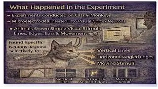 20  Neural basis of visual perception   Biological Perspective