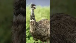 The Great Emu War of 1932 | Forgotten History