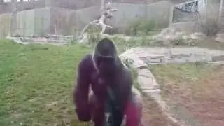 Silverback gorilla attacks at zoo and cracks the window