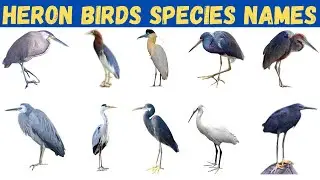 Heron Species Names With Pictures | Birds For Kids #birds #kidslearning
