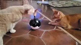 PETNf Cat Planet Review