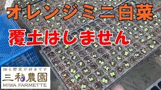 【白菜】オレンジミニ白菜播種。NO529（2022.9.8）