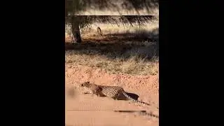 Leopard crawling slowly and quietly to attack rapidly #shorts #wildlife #leopard #ytshorts