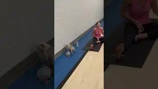 This little bulldog just committed the cutest robbery ever 👜🐶 #puppyyoga #bulldog #puppy
