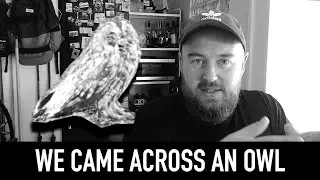 We Came Across An Owl In The Woods