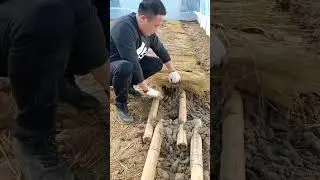 Frog 🐸 farming || #funtube