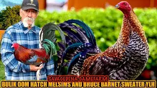 Bulik Dom Hatch Melsims And Bruce Barnet Sweater YLH ~ SAVAGEDENA GAMEFARM