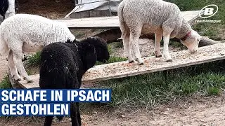 Schafe in Ipsach gestohlen