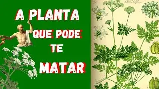 N&Atilde;O se confunda: Conhe&ccedil;a a Cicuta, a planta que pode te matar facilmente | Eterna Busca