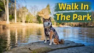 Shiba Inu Taking A Walk In The Park
