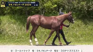 セレクションセールNo.92・ミキノセレナーデ2020