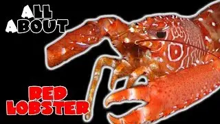 All About The Hawaiian Red Reef Lobster