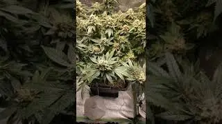 Sapphire Scout by Humboldt Seeds Harvest Time