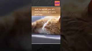 Cracking the Code: How Cats Master the Art of Purr-sistence!