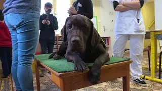Tarn : des chiens pour aider les enfants autistes &agrave; s&rsquo;int&eacute;grer &agrave; l&rsquo;h&ocirc;pital psychiatrique d'Albi