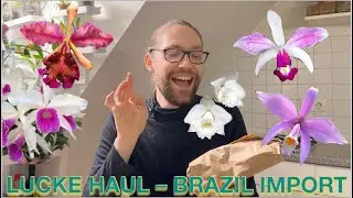 Plant unboxing | BRAZIL IMPORT | Lucke Orchideen Haul 🛒🎁
