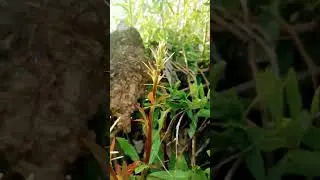 Botanical Name: Berberies  Lycium, Medically used for Antibiotics #shorts