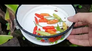 Petik & panen dikebun || rencana bikin kandang ayam kampung || pindah bunga kol ke polybag besar