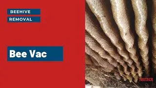 Bee Vac - Bee Removal