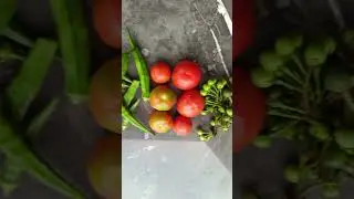Today harvest home garden 26.1.26