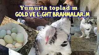 Lıght ve  Gold brahmalarım yumurta topladım 🧿#brahma#yumurta#Goldbrahma#tekirdağ#tavuk#yumurtatoplam