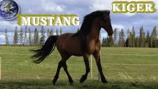 TOP Beautiful Kiger Mustang Horse in the World!