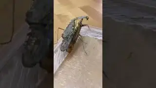 Female mantis eating the male after mating 😳