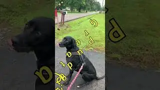 SHOWING HOW DOG IS TRAINED STOPS CHASING CARS Puddin is Trained #dogtraining #puddin @ITisandiamIT