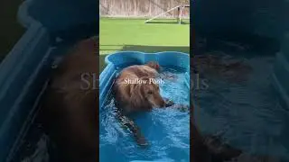 Keeping your dog cool in warm temperatures!