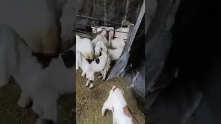 hk farm 🐐 M&bull;7878747504