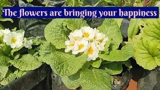 Primula obconica