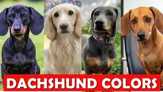 The Ultimate Guide to Dachshund Colors and Patterns (2025)