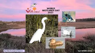 World Wetlands Day 2025 and the Precious Wildlife of San Elijo Ecological Reserve