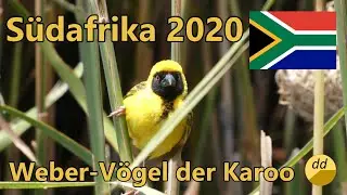 S&uuml;dafrika 2020 - WEBER-V&Ouml;GEL DER KAROO #s&uuml;dafrika #birding #karoo