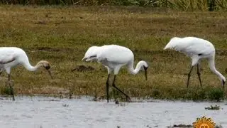 Nature: Whooping Cranes