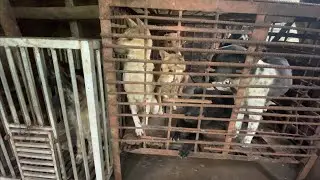 rescue the dog from suicide