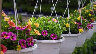 More Than a Nursery: Why I Keep Coming Back to Joostenbergvlakte Cape Garden Centre