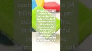 Kitchen Sponges Harbor Bacteria
