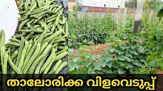 വമ്പൻ താലോരിക്ക വിളവെടുപ്പ്  | Thalorikka Harvesting in Malayalam | Yuvakarshaka